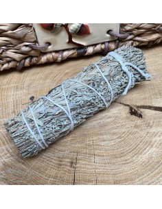 Stick salvia - 12 cm 2