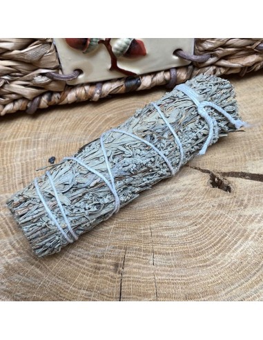 Stick salvia - 12 cm