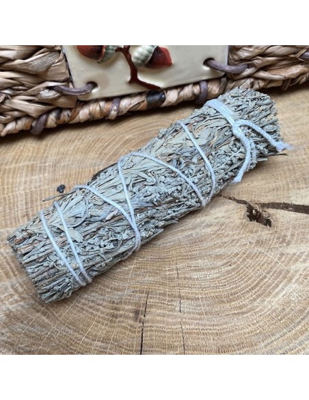 Stick salvia - 12 cm